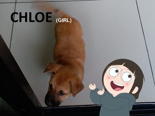 Chloe Webarebears - Mixed Breed Dog