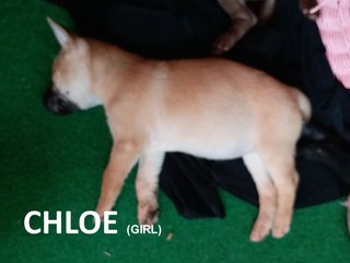 Chloe Webarebears - Mixed Breed Dog