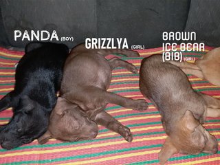 Grizzlya Webarebears - Mixed Breed Dog