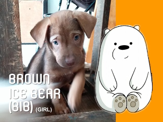 Bib (Brown Ice Bear) - Mixed Breed Dog