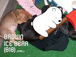 Bib (Brown Ice Bear) - Mixed Breed Dog
