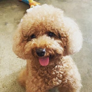 Tino - Poodle Dog