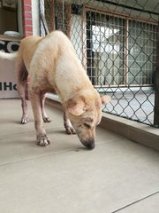 Mashmallow &amp; Peanut - Mixed Breed Dog