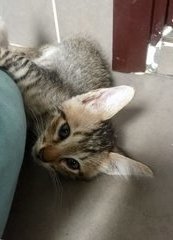 Mexico - Tiger + Domestic Short Hair Cat