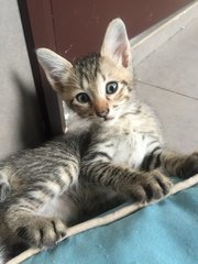 Mexico - Tiger + Domestic Short Hair Cat