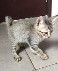 Mexico - Tiger + Domestic Short Hair Cat