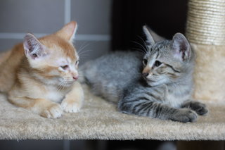 Aztec - Domestic Short Hair Cat