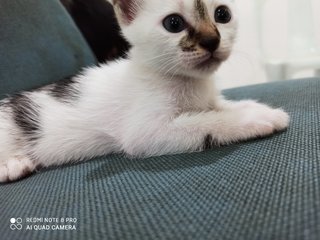 Oreo&amp;moon😍 - Calico + Domestic Short Hair Cat