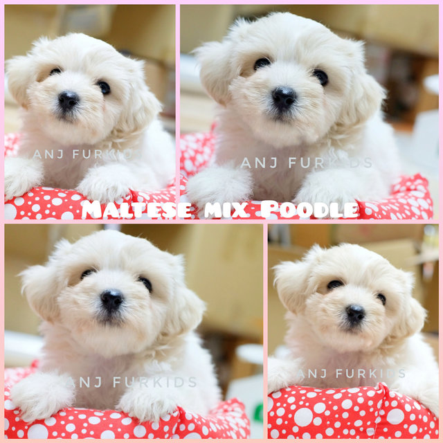 Adorable Female Maltese Mix Poodle Puppy - Maltese + Poodle Dog