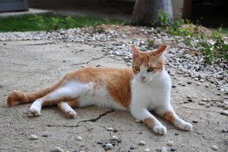 Jaffa - Domestic Short Hair Cat