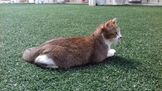 Mr. Brown  - Domestic Short Hair Cat
