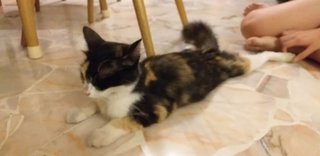 Cinnamon - Domestic Short Hair Cat