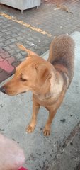 Browny And Collar - Mixed Breed Dog