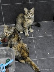 Peso  - Domestic Medium Hair + Domestic Short Hair Cat