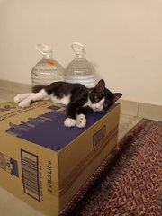 Chonk(M) &amp; Oreo(F) - Domestic Short Hair Cat
