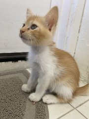 Maple - Domestic Short Hair Cat