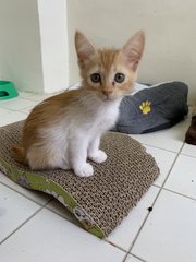 Maple - Domestic Short Hair Cat