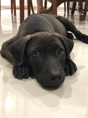 Frost - Labrador Retriever Dog