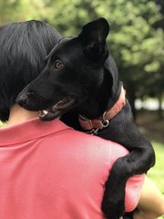 Scott - Labrador Retriever Dog
