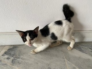 Alisa - Domestic Short Hair Cat