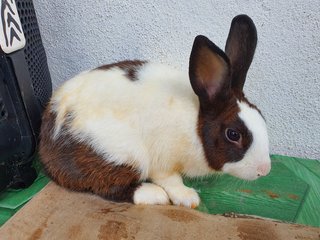 PF101750 - Bunny Rabbit Rabbit