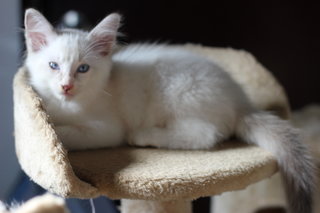 Arepo - Domestic Medium Hair Cat