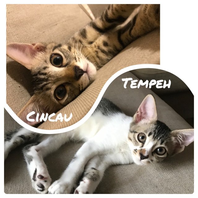 Cincau And Tempeh - Domestic Short Hair Cat