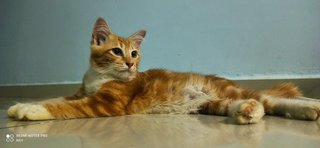 Thoriq - Domestic Medium Hair Cat