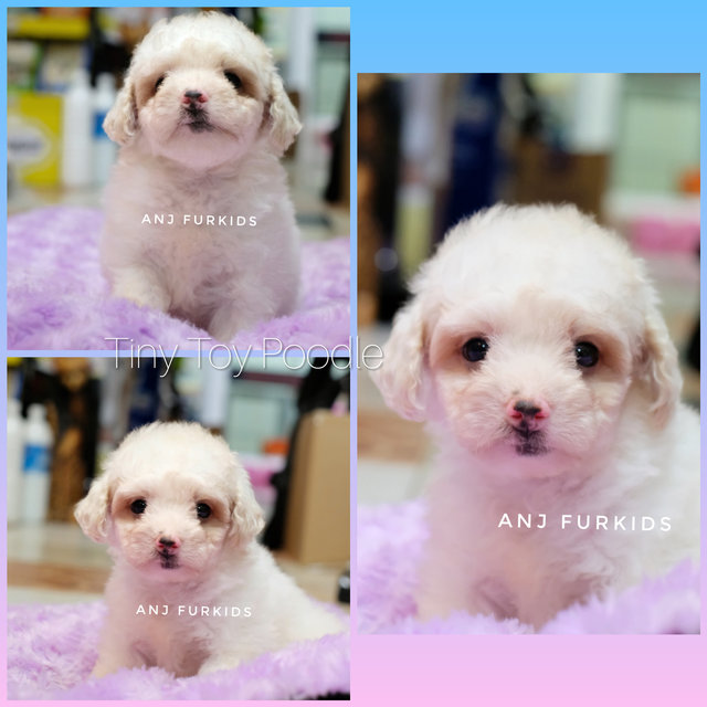 Adorable White Male Tiny Toy Poodle Pup - Poodle Dog