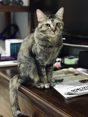 Kopi - Domestic Medium Hair Cat