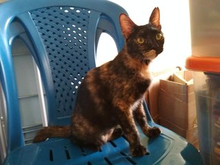 Nomi - Tortoiseshell Cat