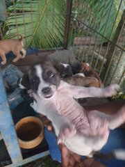Puppies For Adoption  - Mixed Breed Dog