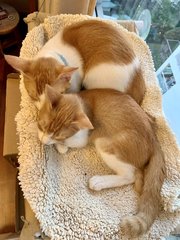 Chutney &amp; Marmalade - Domestic Short Hair Cat