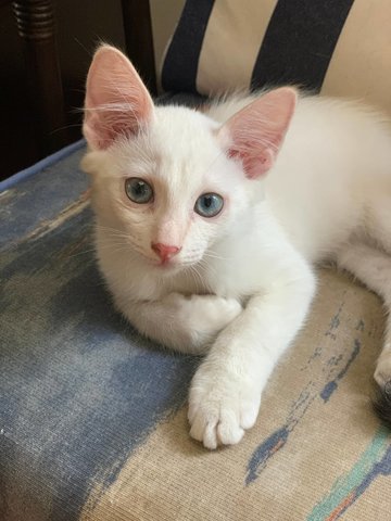 Cooper - Domestic Short Hair Cat