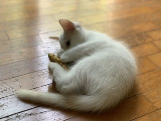 Cooper - Domestic Short Hair Cat