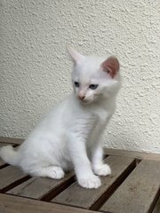 Aspen - Domestic Short Hair Cat