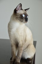 Riceball &amp; Snowball - Siamese + Tabby Cat