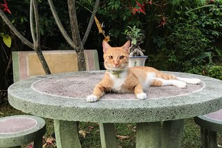 Bisu - Tabby Cat