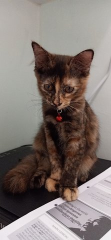 Pokpok - Domestic Short Hair Cat
