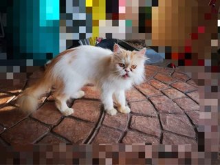 Leona - Persian Cat