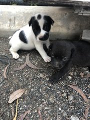 4 Snow White +2 Blacky  - Mixed Breed Dog