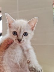 Giorgio - Domestic Medium Hair Cat