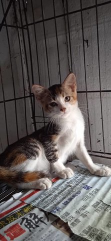 Sasha (Tricolor With White Under - Domestic Short Hair Cat