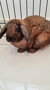 Nori - Dwarf Eared + Holland Lop Rabbit