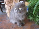 Bb - Domestic Long Hair + Persian Cat