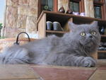 Bb - Domestic Long Hair + Persian Cat