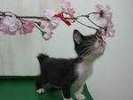 Bandit - Domestic Short Hair Cat