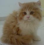 Sunny Reveira - Domestic Long Hair Cat