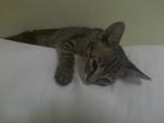 Bubu - Domestic Short Hair Cat