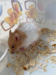 Hamster - Syrian / Golden Hamster Hamster